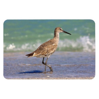 Jonge Curlew Shorebird op Florida Beach Magnet Magneet
