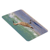 Jonge Curlew Shorebird op Florida Beach Magnet Magneet (Rechterzijde)