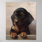 Jonge Dachshund | Carl Reichert Poster (Voorkant)