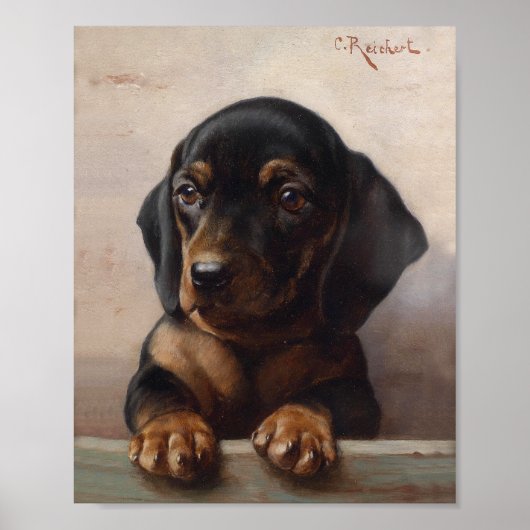 Jonge Dachshund | Carl Reichert Poster (Voorkant)