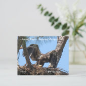 Jonge Eagle flapping vleugels Spiegeland Briefkaar Briefkaart (Staand voorkant)