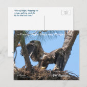 Jonge Eagle flapping vleugels Spiegeland Briefkaar Briefkaart (Voorkant / Achterkant)