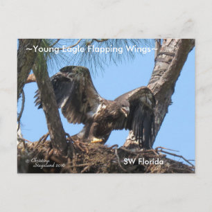 Jonge Eagle flapping vleugels Spiegeland Briefkaar Briefkaart