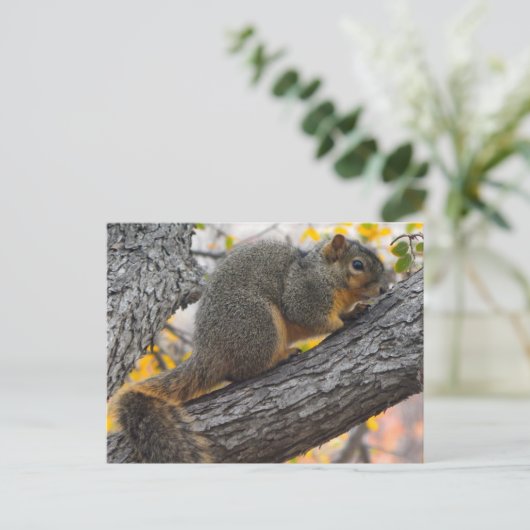 Jonge eekhoorn in de boom briefkaart (Staand voorkant)