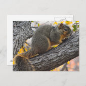 Jonge eekhoorn in de boom briefkaart (Voorkant / Achterkant)