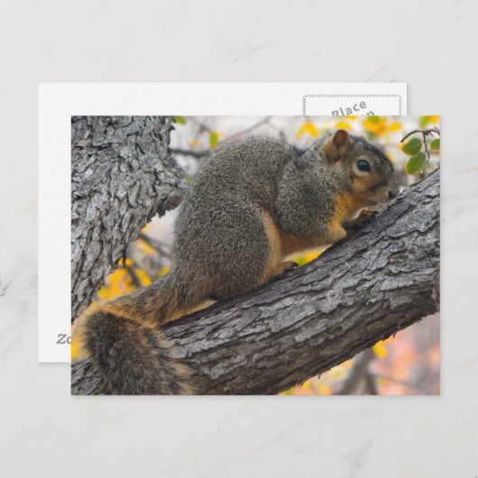 Jonge eekhoorn in de boom briefkaart (Voorkant / Achterkant)