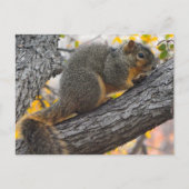 Jonge eekhoorn in de boom briefkaart (Voorkant)