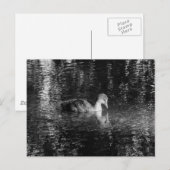 Jonge Euraziatische Coot (zwart en wit) Briefkaart (Voorkant / Achterkant)