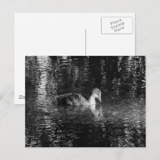 Jonge Euraziatische Coot (zwart en wit) Briefkaart (Voorkant / Achterkant)