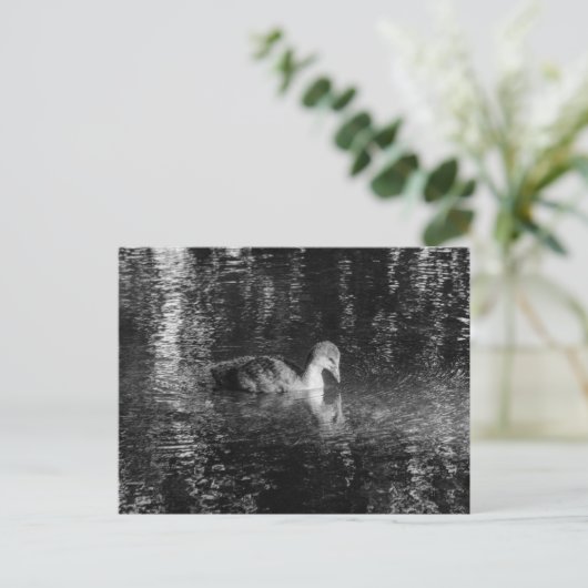 Jonge Euraziatische Coot (zwart en wit) Briefkaart (Staand voorkant)
