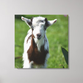 Jonge Geit foto Canvas Afdruk