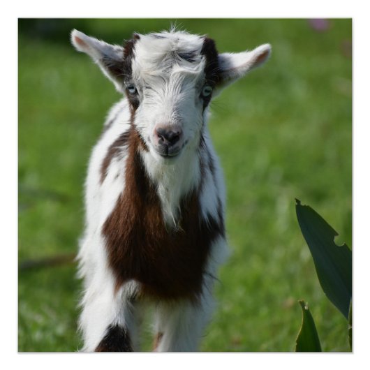 Jonge Geit foto Perfect Poster (Voorkant)