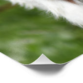 Jonge Geit foto Perfect Poster (Hoek)