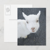 Jonge geiten briefkaart (Voorkant / Achterkant)