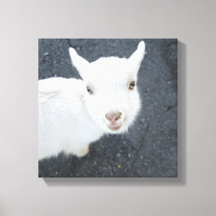 Jonge geiten canvas afdruk