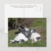 Jonge geiten genieten van de zon briefkaart (Voorkant / Achterkant)