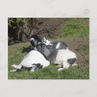 Jonge geiten genieten van de zon briefkaart