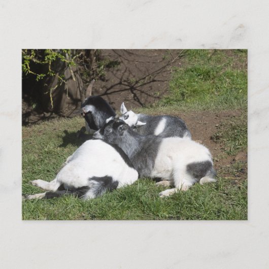 Jonge geiten genieten van de zon briefkaart (Voorkant)