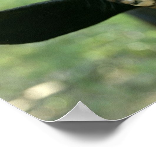 Jonge geitenpoep. poster (Hoek)