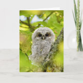 Jonge geitenuil kaart (Voorkant)