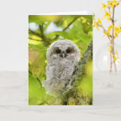 Jonge geitenuil kaart (Gele Bloem)