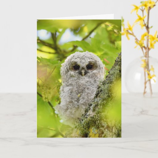 Jonge geitenuil kaart (Gele Bloem)
