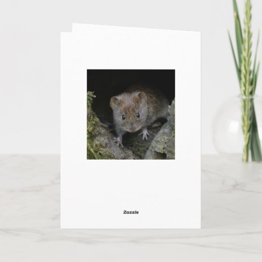 Jonge geitenuil kaart (Achterkant)