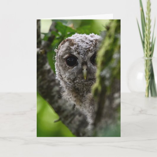 Jonge geitenuil kaart (Voorkant)
