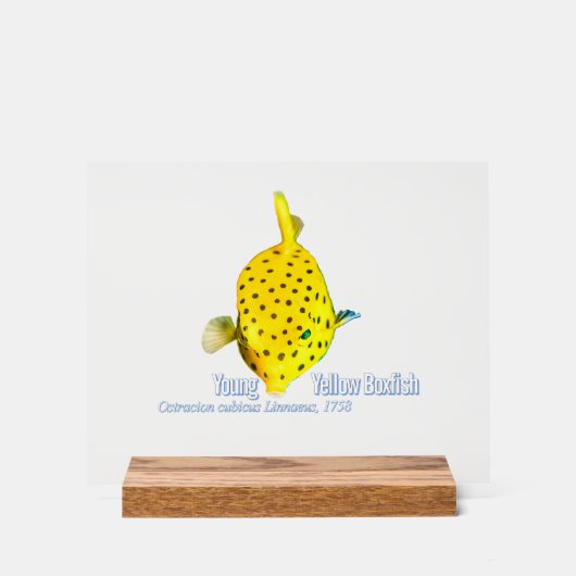 Jonge Gele Kofferkvis Acryl Bord (Voorkant)