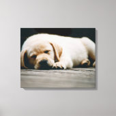 Jonge gele labrador puppy Slaap lekker Canvas Afdruk (Voorkant)