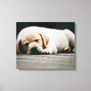 Jonge gele labrador puppy Slaap lekker Canvas Afdruk