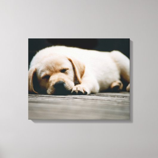 Jonge gele labrador puppy Slaap lekker Canvas Afdruk (Voorkant)