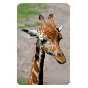 Jonge Giraffe Magneet