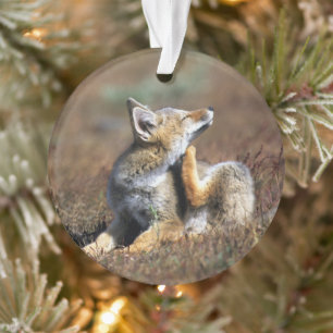 Jonge grijze vos in Torres Del Paine National Park Ornament