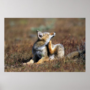 Jonge grijze vos in Torres Del Paine National Park Poster
