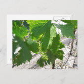 Jonge groene druiven op de wijn in het voorjaar briefkaart (Voorkant / Achterkant)