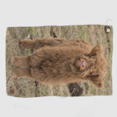 Jonge grote harie Schotse hoogkoe Golfhanddoek (Horizontaal)
