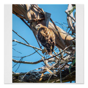 Jonge havik in stille waarneming natuurleven vogel perfect poster