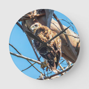 Jonge havik wandklok Wilde vogels kunst