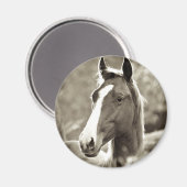 jonge hengst magneet (Voorkant / Achterkant)