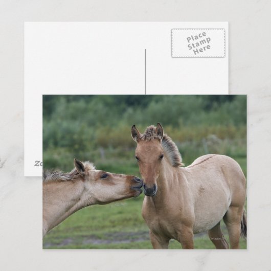 Jonge Henson-paarden die elkaar ontmoeten Briefkaart (Voorkant / Achterkant)