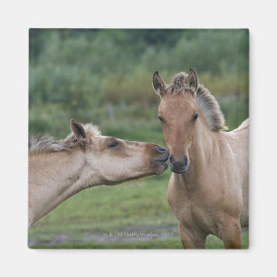 Jonge Henson-paarden die elkaar ontmoeten Magneet