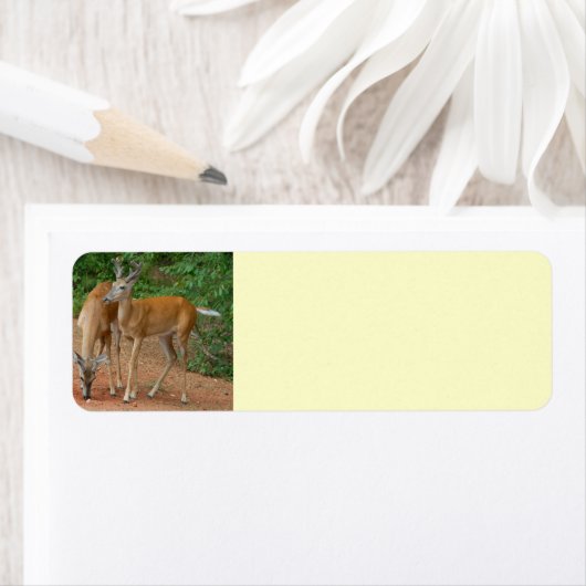 jonge herder etiket (Insitu)