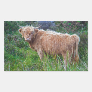 Jonge Hooglandkoe Sticker