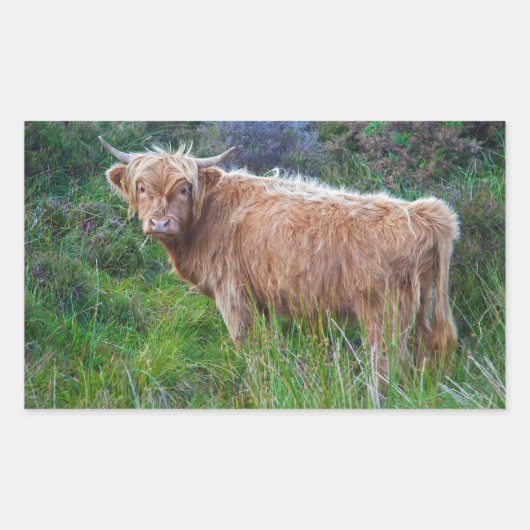 Jonge Hooglandkoe Sticker (Voorkant)