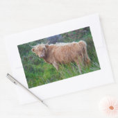Jonge Hooglandkoe Sticker (Envelop)
