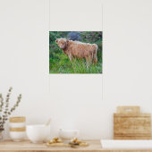 Jonge Hooglandrund Afdruk Poster (Keuken)
