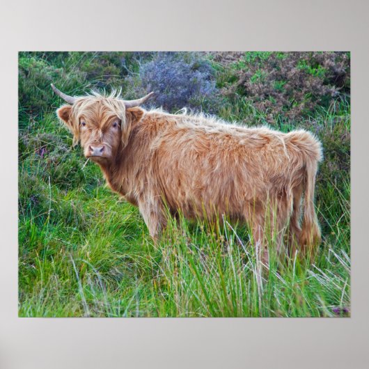 Jonge Hooglandrund Afdruk Poster (Voorkant)