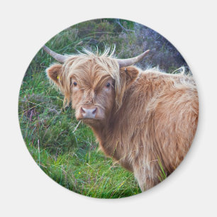 Jonge Hooglandrundmagnet Magneet