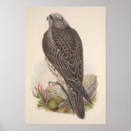  jonge IJslandse valk Poster (Voorkant)